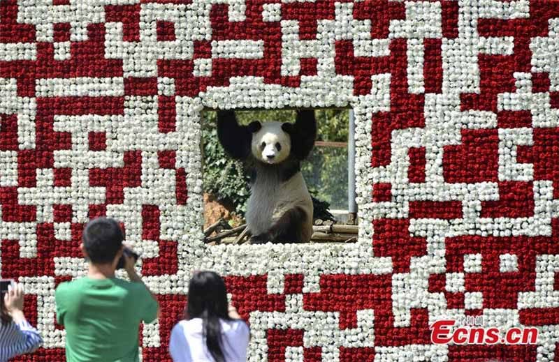 Photo prise le 19 mai 2014, montrant le panda géant Sijia au milieu des plus de 20 000 fleurs d'un code QR à deux dimensions dans le Yunnan Safari Park, situé dans la Province du Yunnan en Chine du Sud. Le visiteur peut scanner le code pour obtenir des messages et des informations sur le parc. [Photo/China News Service].