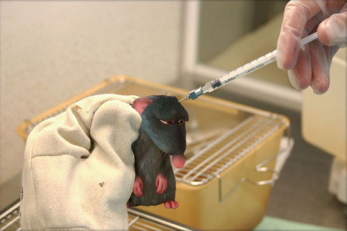 Remy du cartoon « Ratatouille » est devenu une souris de laboratoire