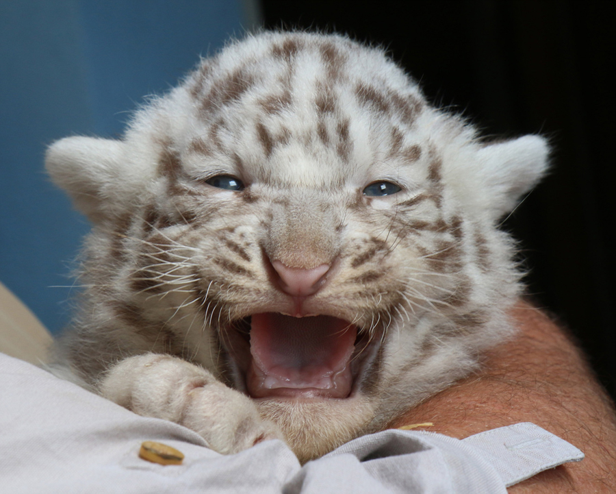 Autriche : des quintuplés tigres blancs présentés au public