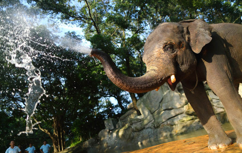 Un éléphant apprécie sa douche de refroidissement au Safari Park de Shenzhen, dans la province du Guangdong (sud de la Chine), le 28 mai 2014. Les Températures à Shenzhen ont dépassé mercredi les 35 degrés Celsius. 