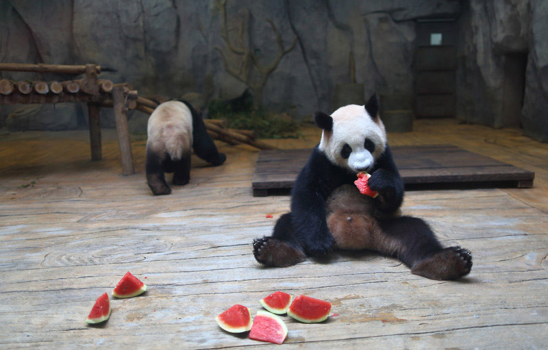 Un panda géant du Safari Park de Shenzhen déguste quelques tranches de pastèque pour retrouver un peu de fraîcheur, dans la province chinoise du Guangdong (sud du pays), le 28 mai 2014.