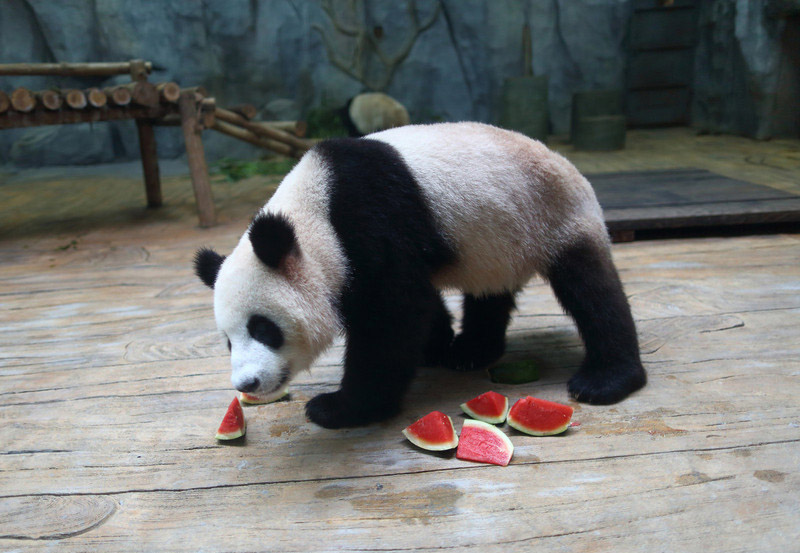 Un panda géant du Safari Park de Shenzhen déguste quelques tranches de pastèque pour retrouver un peu de fraîcheur, dans la province chinoise du Guangdong (sud du pays), le 28 mai 2014. 