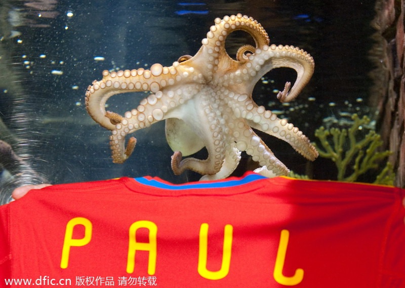 Un maillot de l'équipe nationale d’Espagne, affiché en face de l’aquarium de Paul le Poulpe au Sea Life Center d’Oberhausen, en Allemagne, le 22 juillet 2010. [Photo / IC]