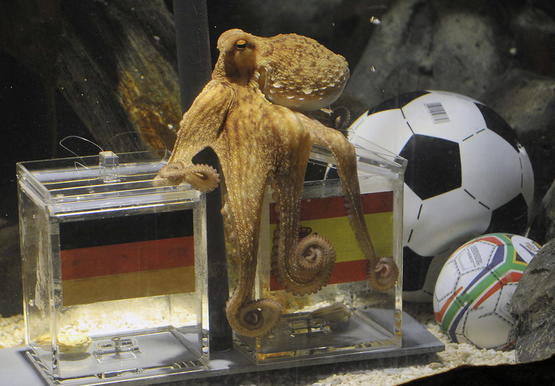 Paul choisit la boîte portant le drapeau espagnol au Sea Life Aquarium d’Oberhausen, en Allemagne, le 6 juillet 2010, pour faire ses prédictions pour la demi-finale de la Coupe du Monde en Afrique du Sud. L'Allemagne a perdu 1-0 face à l'Espagne qui a remporté le tournoi. [Photo / IC]