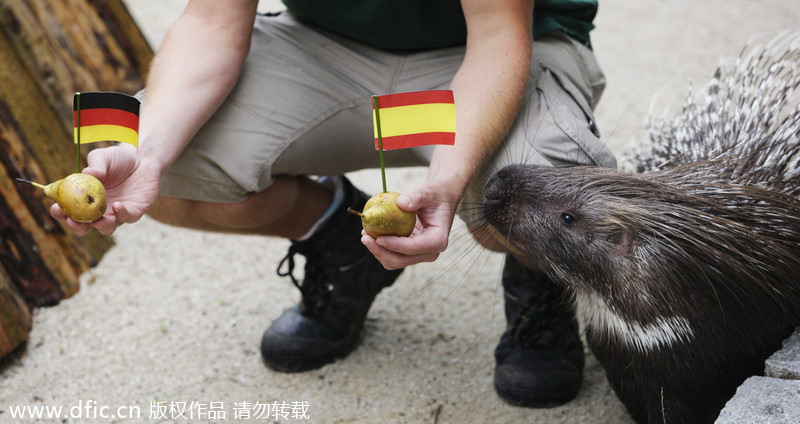 Léon le porc-épic choisit une poire avec un drapeau espagnol au Zoo de Chemnitz, en Allemagne, le 6 juillet 2010, avant la demi-finale de la Coupe du Monde contre l'Allemagne. Léon a eu tout bon… [Photo / IC]