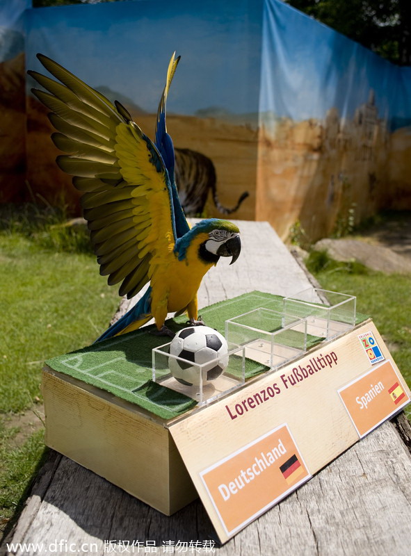 Un perroquet du zoo de Chemnitz, en Allemagne, désigne l'Allemagne comme gagnant de la demi-finale contre l'Espagne, le 6 juillet 2010. Mauvaise pioche... [Photo / IC]