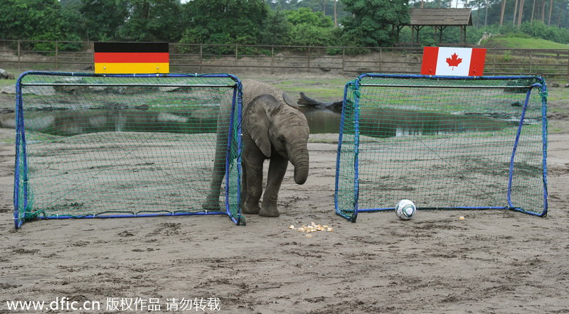 Nelly, éléphant d'Afrique, joue avec un ballon de la Coupe du Monde au Serengeti Park d’Hodenhagen, en Allemagne, le 24 juin 2011. Nelly, âgée d’un an, a prédit la victoire des Allemandes sur les Canadiennes lors du match d'ouverture de la Coupe du Monde Féminine de la FIFA en envoyant le ballon dans le but canadien. De fait, l’Allemagne a bien battu le Canada, qui a perdu tous ses matches de groupe qui ont suivi, mais le pays hôte a chuté face au vainqueur final, le Japon, en quarts de finale. [Photo / IC]