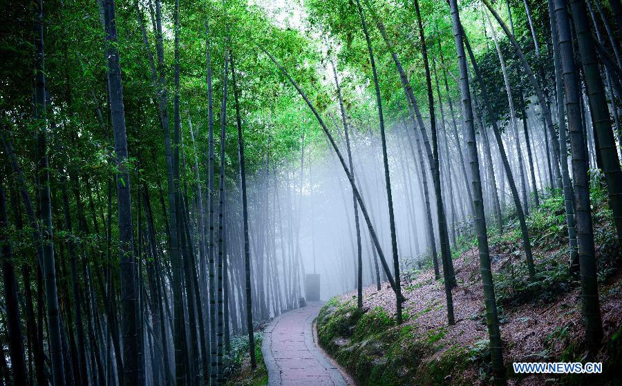 Beaux paysages de la mer de bambou à Yibin