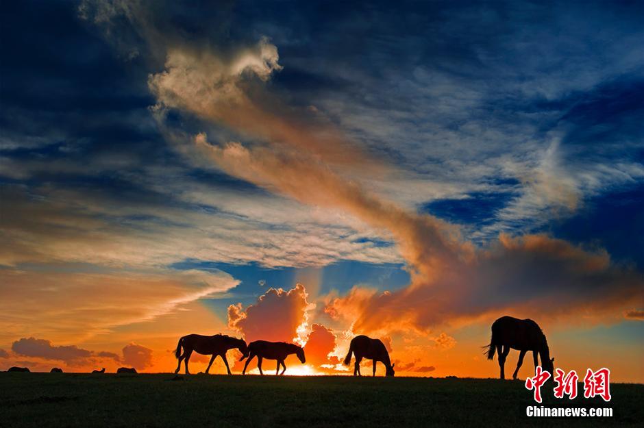 Xinjiang : pâturage de milliers des chevaux de Yili 