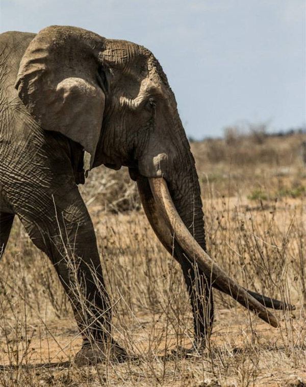 Le plus grand éléphant d'Afrique a été tué pour son ivoire