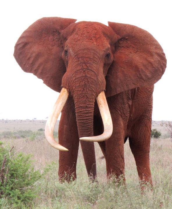 Le plus grand éléphant d'Afrique a été tué pour son ivoire