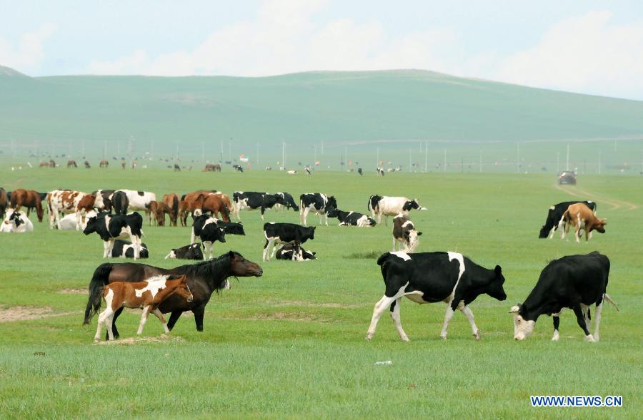 Photo prise le 16 juin 2014 montrant des bestiaux sur la prairie de Hulunbuir, dans la région autonome de Mongolie intérieure (nord de la Chine)
