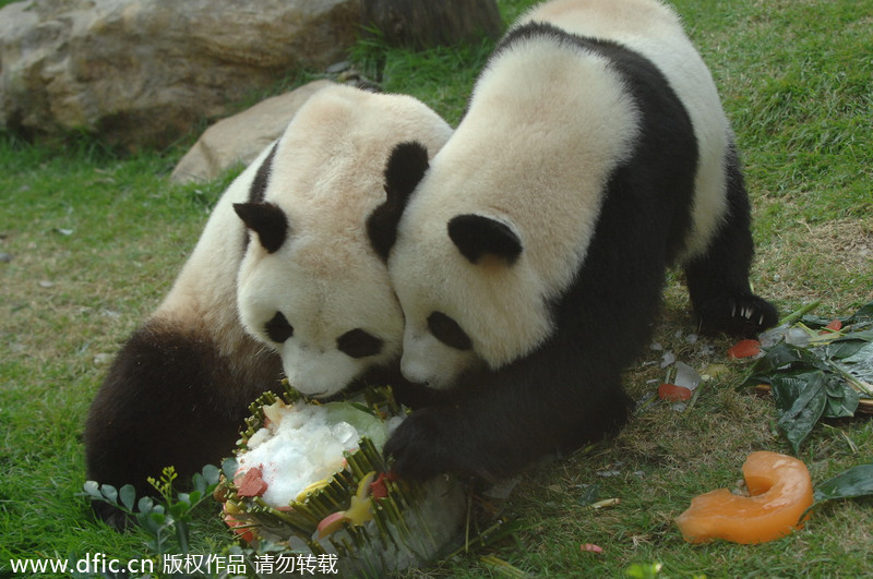 Photo d'archive montrant Xinxin (droite) qui partage son gâteau d’anniversaire avec le panda Kaikai, le 26 juillet 2011. [Photo/IC]