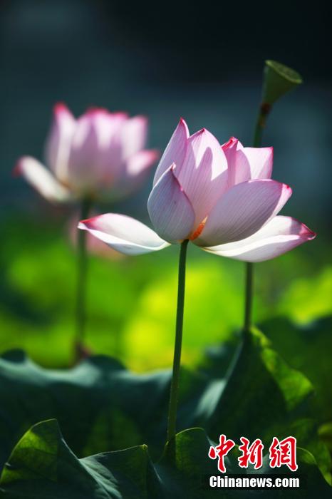 Chine: Des fleurs de lotus s'épanouissent dans le Guangxi