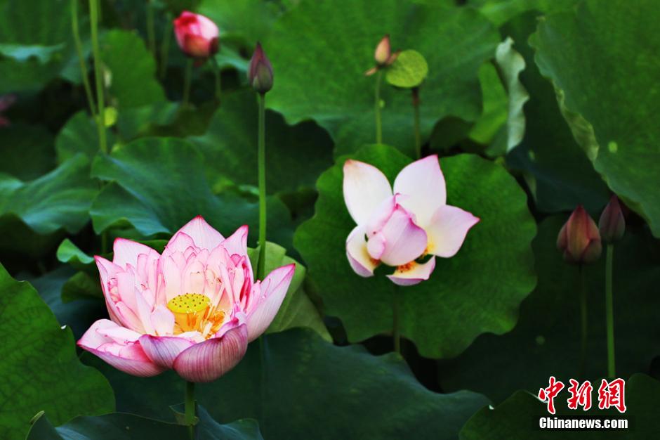 Chine: Des fleurs de lotus s'épanouissent dans le Guangxi