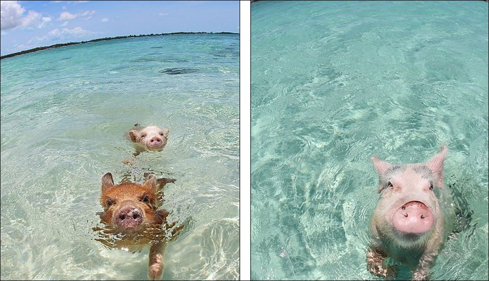 Bahamas : heureux comme un cochon dans l'eau !