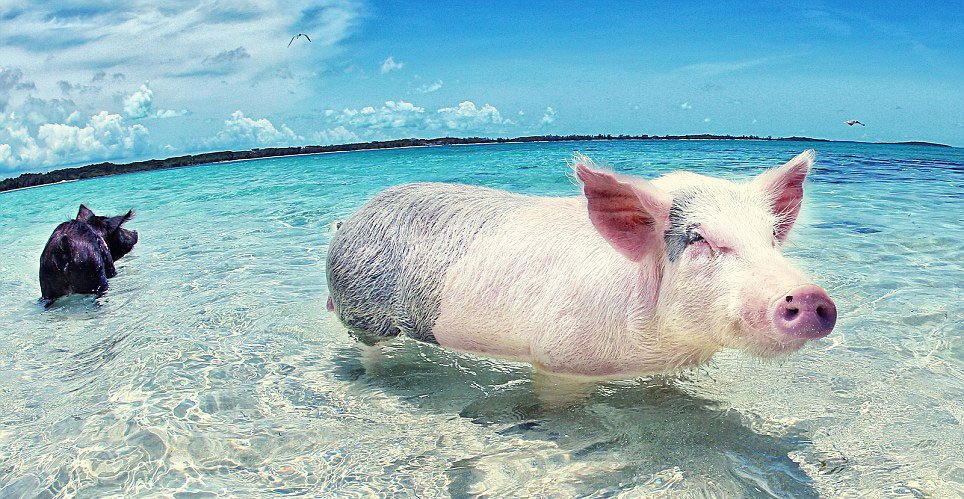 Bahamas : heureux comme un cochon dans l'eau !