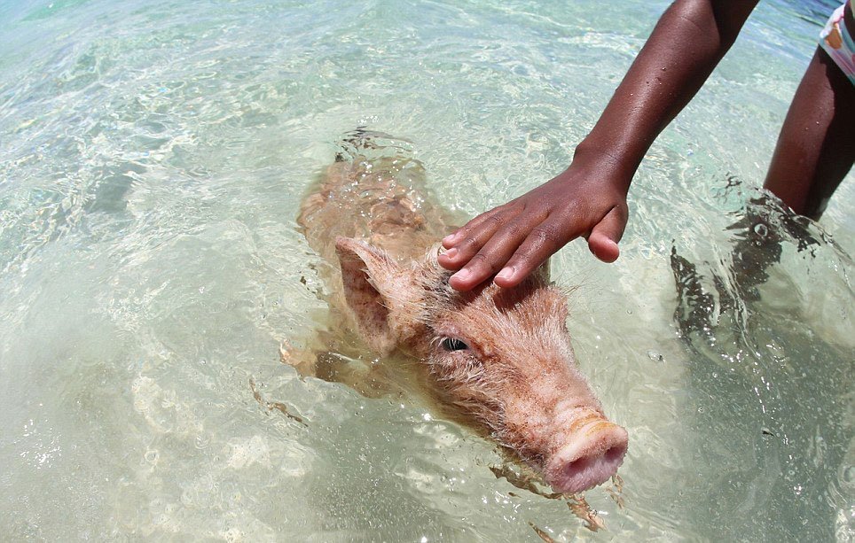 Bahamas : heureux comme un cochon dans l'eau !