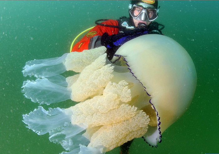 Découverte d'une méduse de 35 kg au large de l'Angleterre