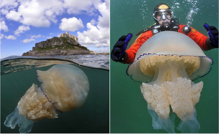 Découverte d'une méduse de 35 kg au large de l'Angleterre