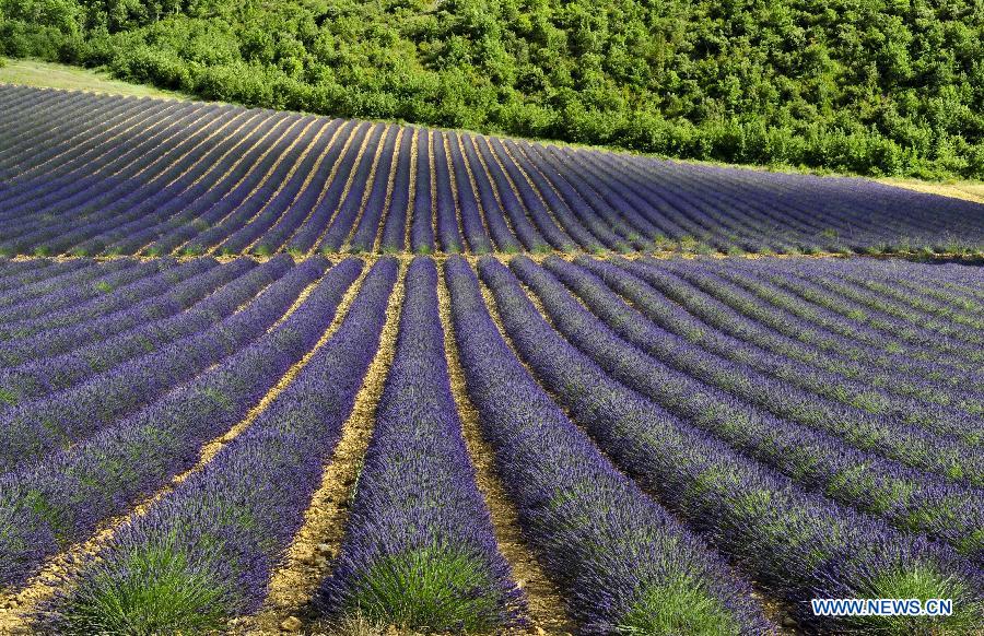 EN IMAGES: Champs de lavande en Provence