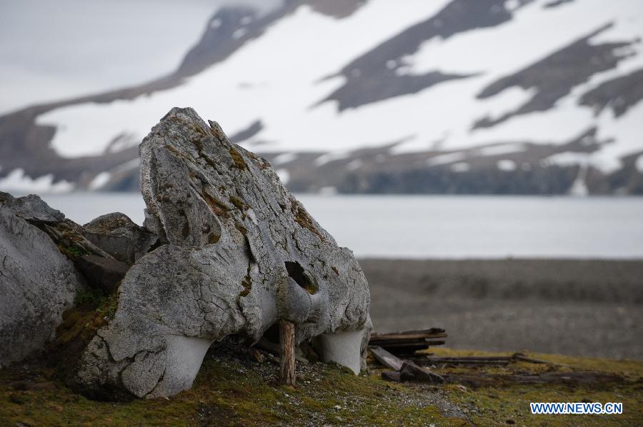 Photos : le Svalbard dans l'Arctique 