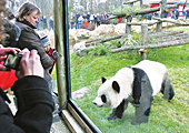 Deux pandas géants font la fortune du Zoo de Vincennes