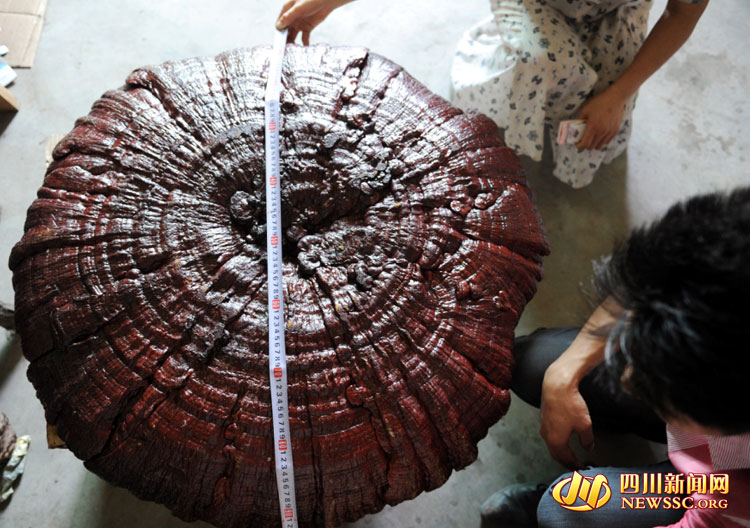 Un Ganoderma Lucidum géant apparaît dans le Sichuan