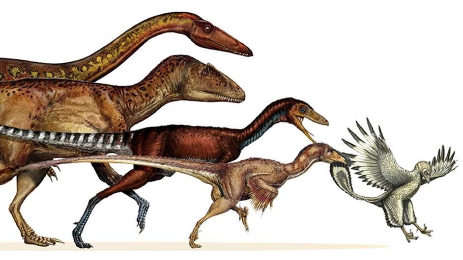 Les dinosaures ont évolué en développant des caractéristiques comme des ailes et des plumes