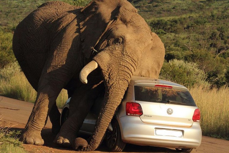 Quand un éléphant se frotte à une voiture