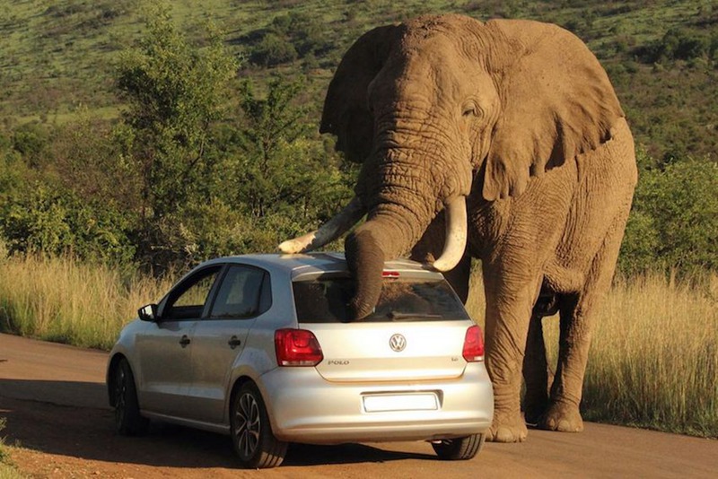 Quand un éléphant se frotte à une voiture