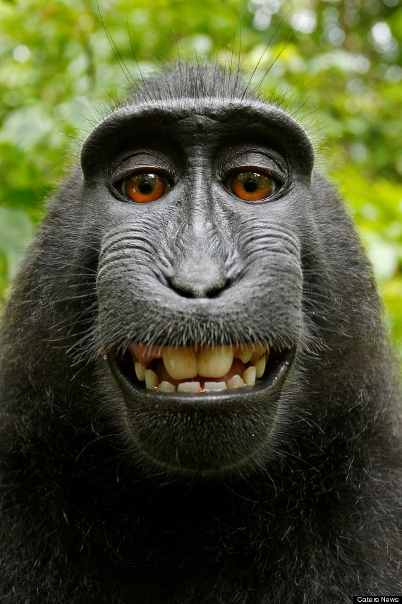 Imbroglio avec Wikipedia à propos d’un selfie pris par un singe