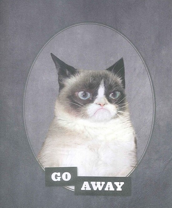 Le grincheux Grumpy Cat, nouvelle star du Net