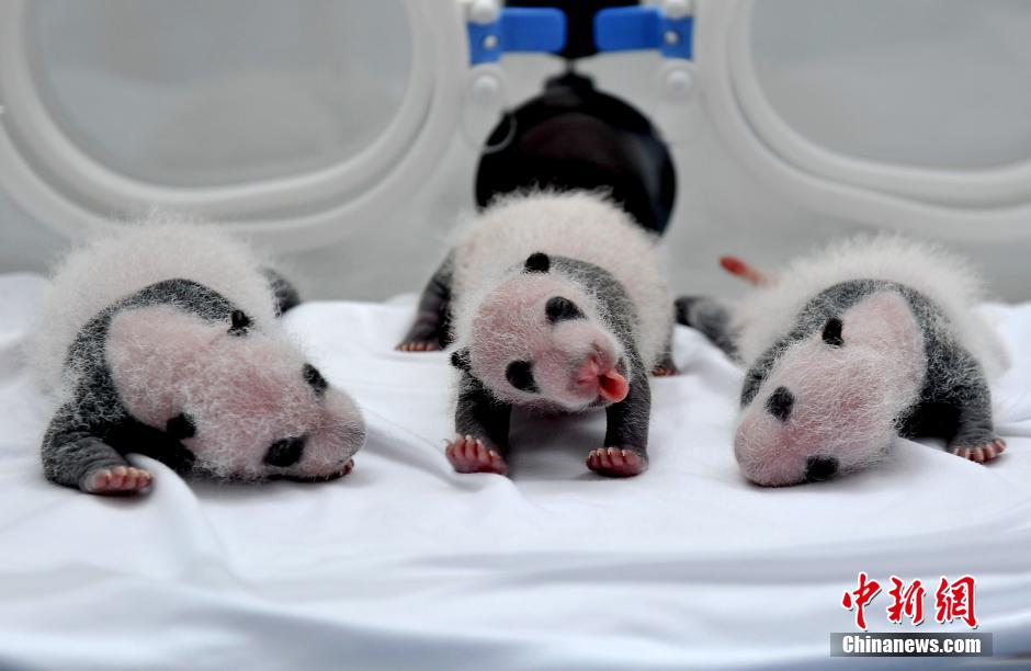 Guangzhou : Les triplés pandas prennent des couleurs