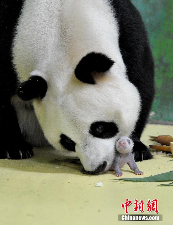 Guangzhou : Les triplés pandas prennent des couleurs