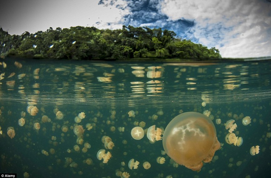 Le lac aux méduses, Palaos