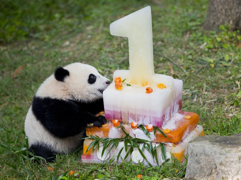 Washington fête le premier anniversaire du petit Bao Bao
