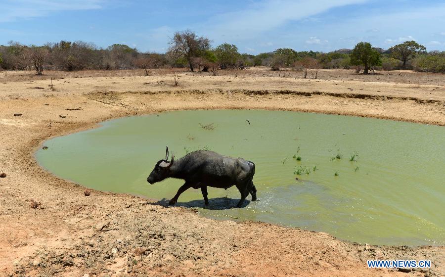 Le Parc national de Yala au Sri Lanka fermé à cause de la sécheresse 