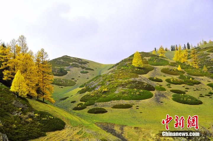 Xinjiang : l'automne coloré des prairies de Balikun et de Nailenggeer