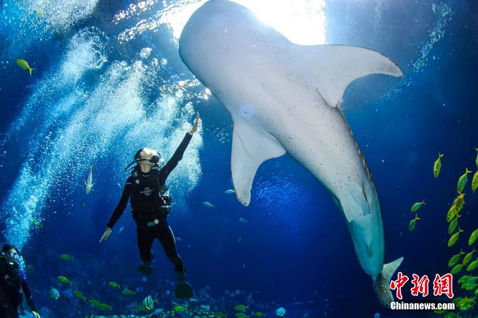 Des candidates du concours « Miss China » jouent avec des baleines sous la mer