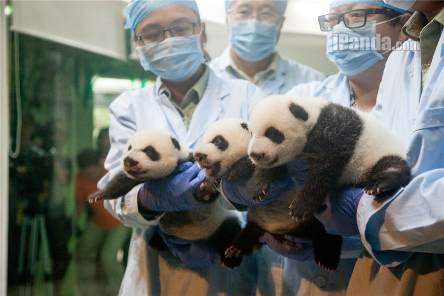 Guangzhou : Les triplés pandas en plein éveil