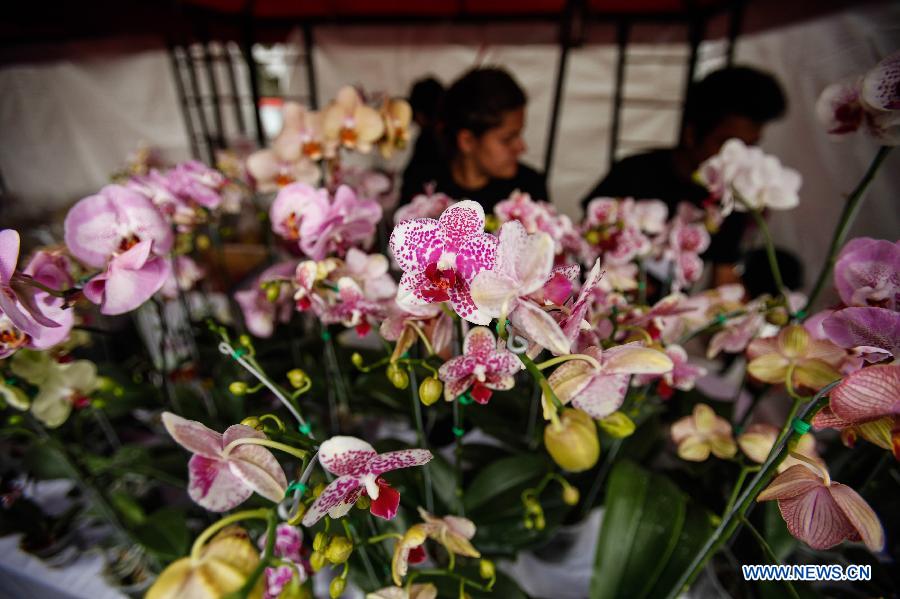 Exposition nationale d'orchidée à Bogota