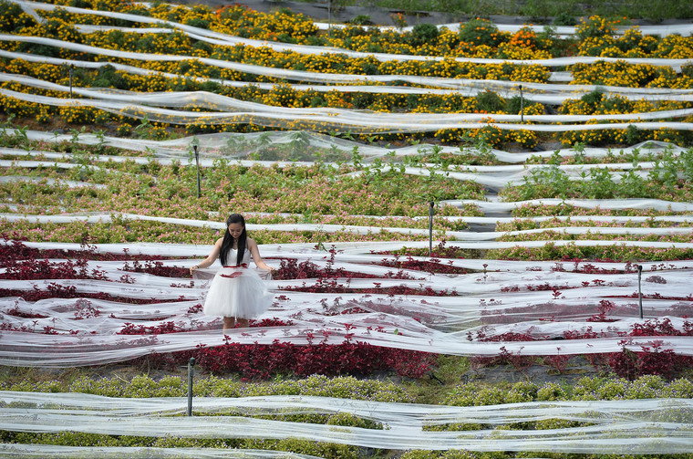 Un mannequin portant une robe de mariage de 4 100 mètres de long dans la « vallée de Ziyixiangxun » à Chengdu, dans la province du Sichuan le mercredi 24 septembre 2014. Cet habit de soirée à longue traîne, qui a demandé un mois de travail et coûté 40 000 yuans (6 520 dollars) a été réalisée pour célébrer la prochaine fête nationale chinoise. Ses tailleurs espèrent créer un nouveau record Guinness de la robe de mariée la plus longue.