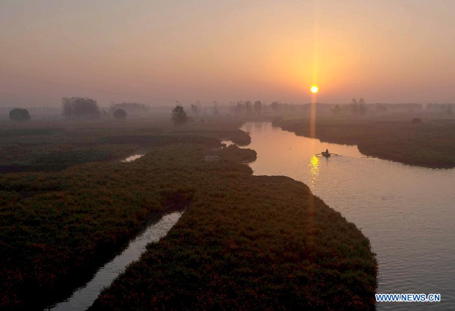 Photo prise le 28 septembre 2014 montrant les champs de tagète dans le site touristique Qianduo à Xinghua, dans la province du Jiangsu (est de la Chine)
