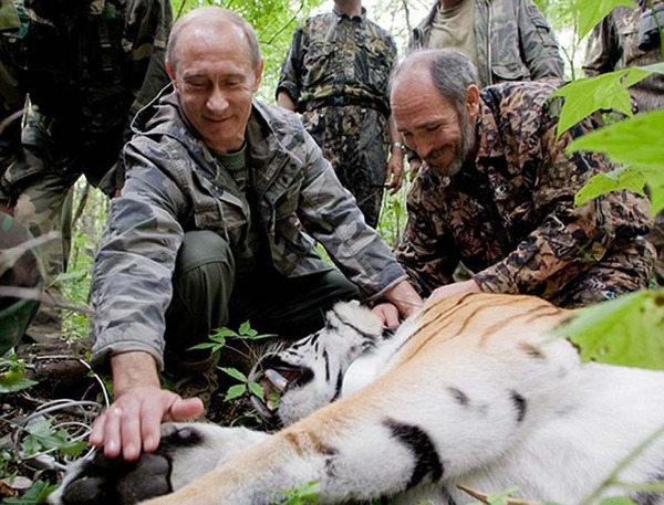Un tigre libéré par Poutine se balade en Chine