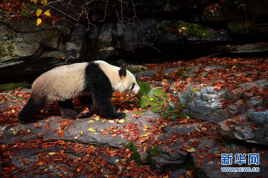Un panda sauvage aperçu dans le Sud-ouest de la Province du Shaanxi