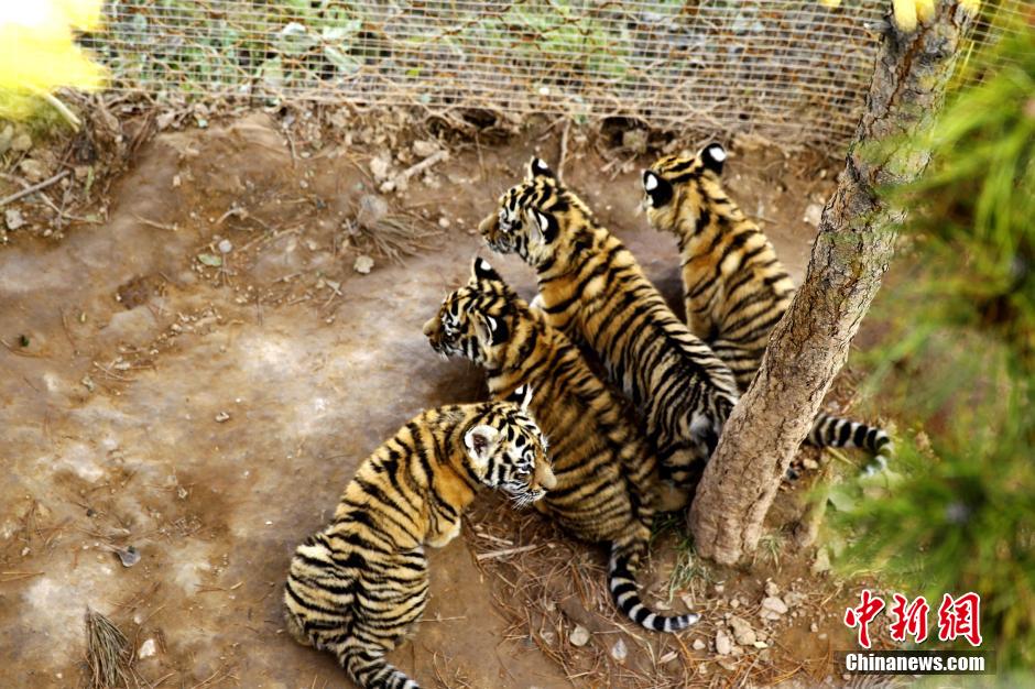 Les bébés tigres jouent ensemble.