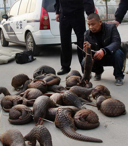 Un suspect tenant un pangolin, après l’arrestation par la police d’un véhicule transportant 39 animaux du côté de Fangchenggang, la région autonome Zhuang du Guangxi, en janvier dernier.
