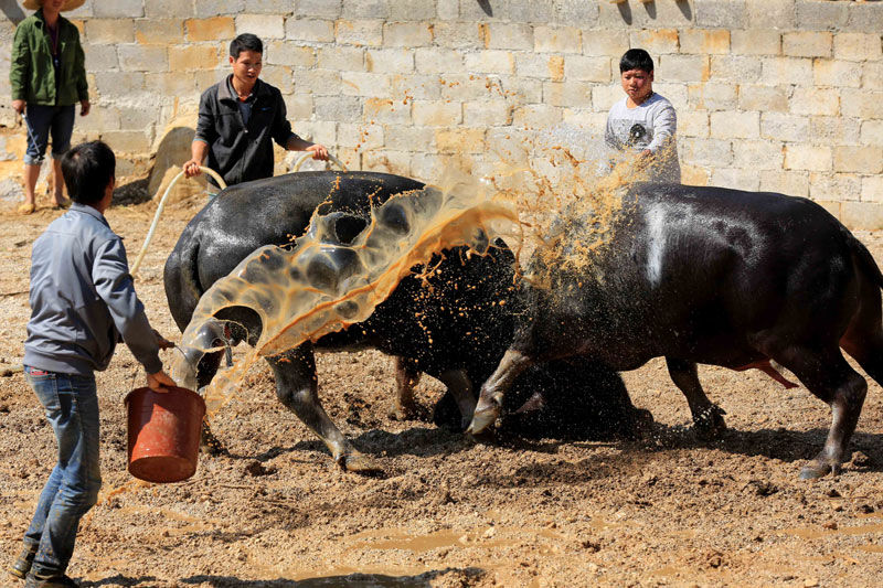 Un homme jette de l’eau sur des taureaux qui se battent, pour les aider à se rafraichir sous le chaud soleil. Ce combat de taureaux a eu lieu lundi dans un village de la municipalité de Liuzhou, dans la Région autonome Zhuang du Guangxi, dans le Sud-ouest de la Chine, pour célébrer une récolte exceptionnelle.