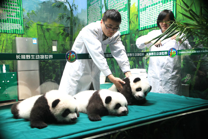 Les seuls triplés pandas vivants de la planète ont vécu mercredi leur centième journée au Safari Park Chimelong près de Guangzhou, capitale de la province du Guangdong (sud de la Chine), il s'agit là pour ces petits animaux de la plus longue survie de l’histoire. [Photo : Zou Zhongpin/Asianewsphotos]